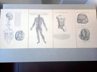 Andreae Vesalii, Selectio Tabvlarvm Nº XII, 1940