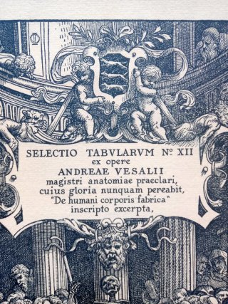 Andreae Vesalii, Selectio Tabvlarvm Nº XII, 1940