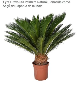 Palmera Cycas Revoluta (Sagú de Japón)