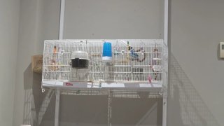 Jaula para pájaros de 1 metro No se envia