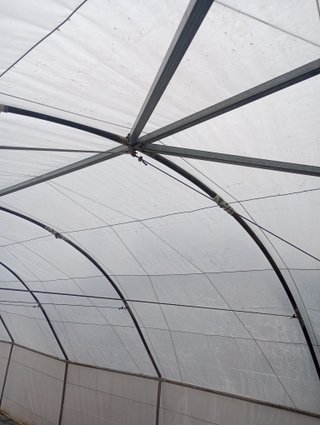 Invernadero 100m2