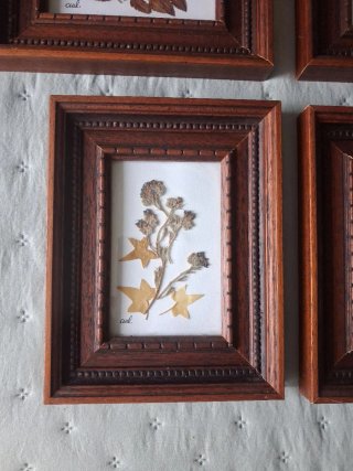 Conjunto 4 Cuadros Flores Secas Madera