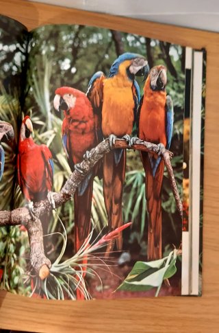 El fabuloso mundo de las aves y los peces