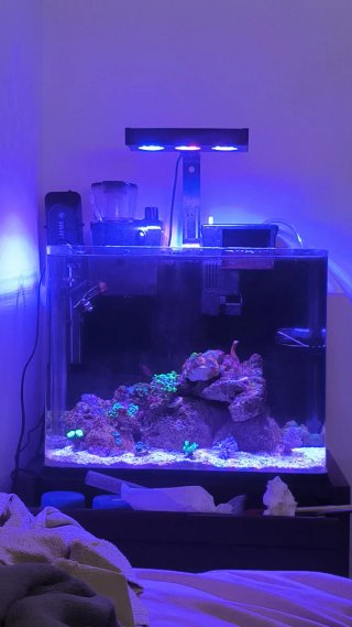 Nano Acuario 54L para marino o dulce