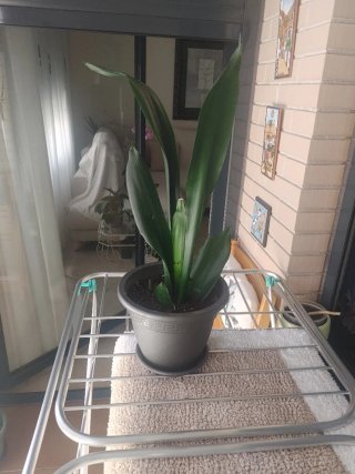 Lengua de suegra con maceta gris