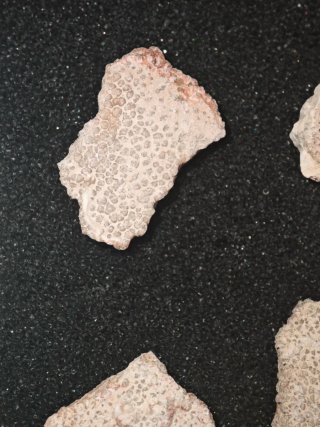15 Cáscaras Fósiles Titanosaurio Megalolithus
