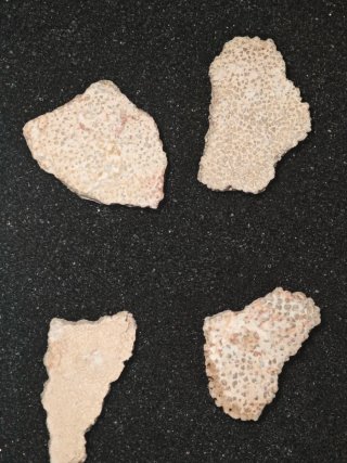 15 Cáscaras Fósiles Titanosaurio Megalolithus