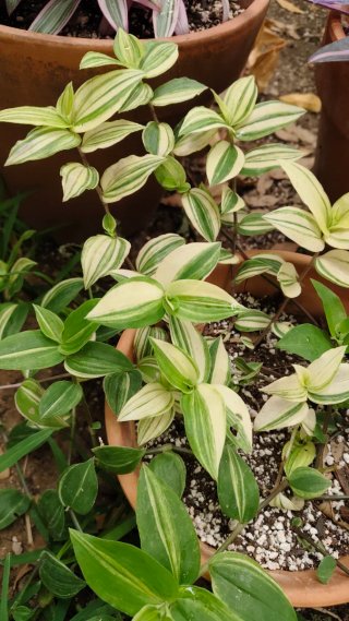 Tradescantia Yellow Hill Planta esquejes