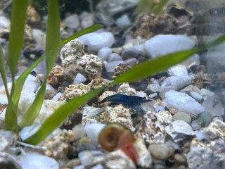 Acuario con plantas Vallisneria