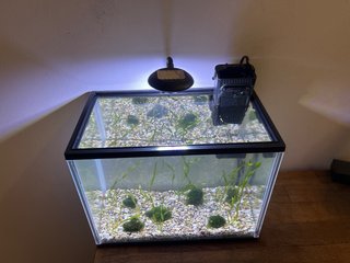 Acuario con plantas Vallisneria
