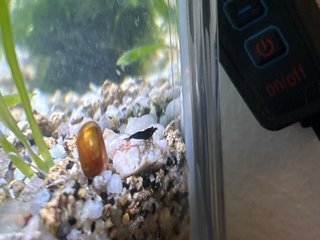 Acuario con plantas Vallisneria
