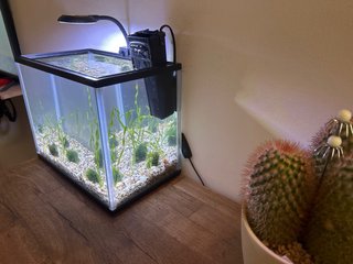 Acuario con plantas Vallisneria