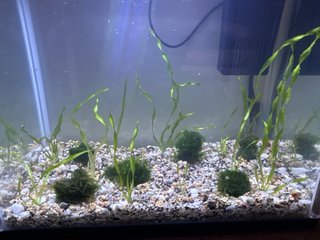 Acuario con plantas Vallisneria