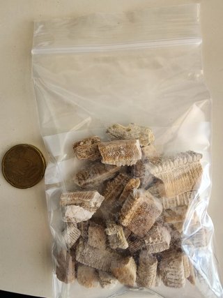 Dientes Fósiles Manta Raya