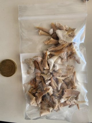 Dientes de tiburón fósiles
