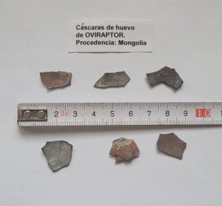 Cáscaras Huevo Fósil Oviraptor Mongolia