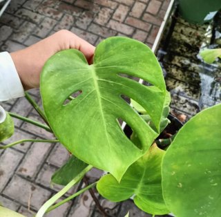 Talea Monstera Deliciosa Grande