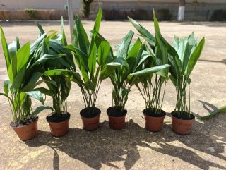 Aspidistras en maceta.