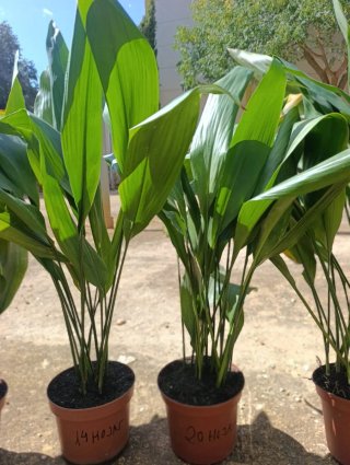 Aspidistras en maceta.