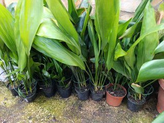 Aspidistras en maceta.