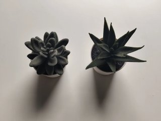 Par adornos plantas plástico