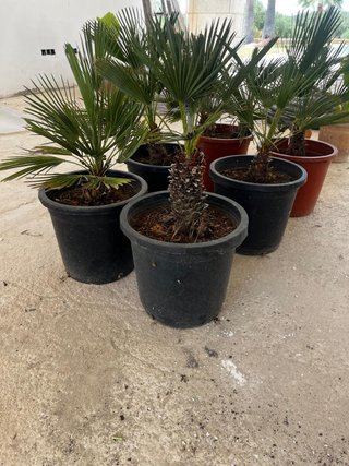 Palmitos en maceta