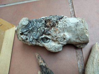 Tronco rama palos deriva marítima acuario terrario