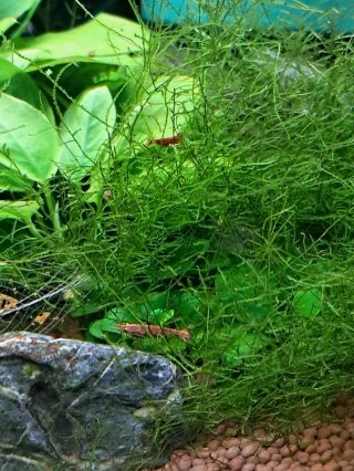 Acuario completo con plantas y filtro