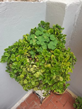 Planta del dinero GRANDE!!