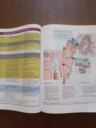Histology A Text and Atlas : with Correlated Ce...