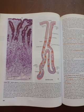 Histology A Text and Atlas : with Correlated Ce...