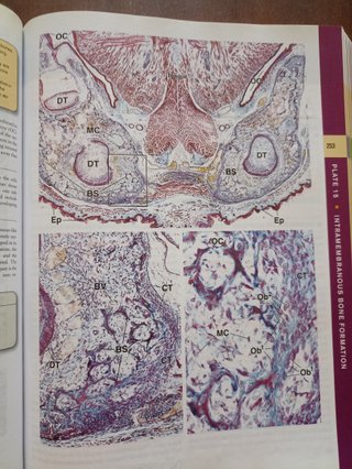 Histology A Text and Atlas : with Correlated Ce...
