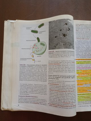 Histology A Text and Atlas : with Correlated Ce...
