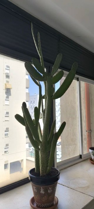 Cactus grande en maceta decorada