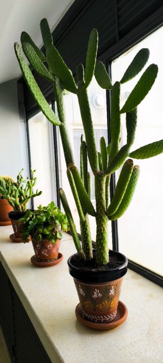 Cactus grande en maceta decorada