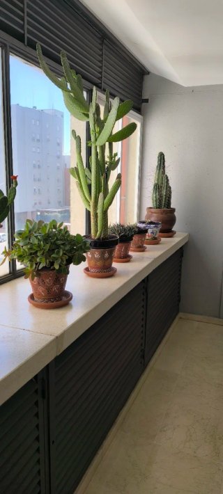 Cactus grande en maceta decorada