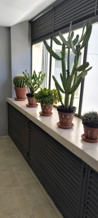 Cactus grande en maceta decorada