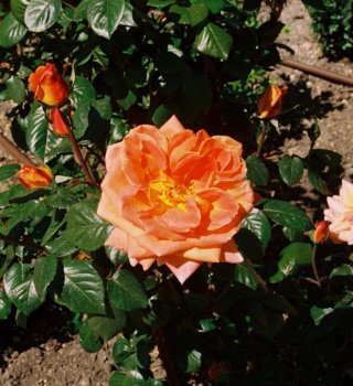 Cámara Analógica Canon AE-1 con Lente FD 50mm