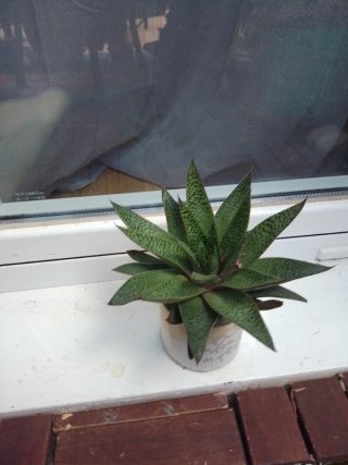 Planta suculenta en maceta decorada