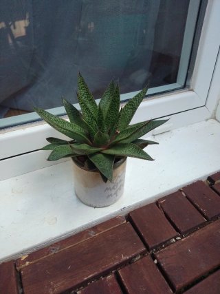 Planta suculenta en maceta decorada
