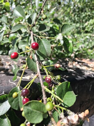 Prunus mahaleb. Semillas. Cerezo