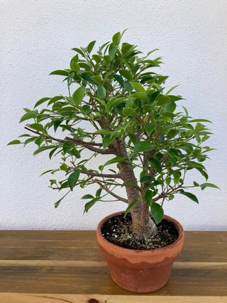 Ficus retusa bonsai
