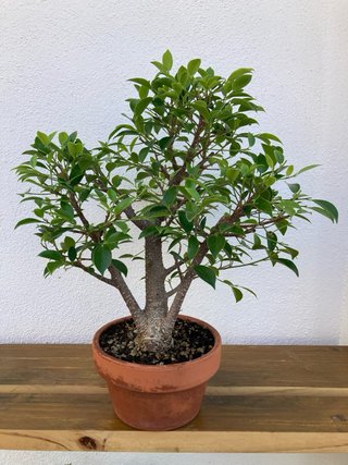 Ficus retusa bonsai