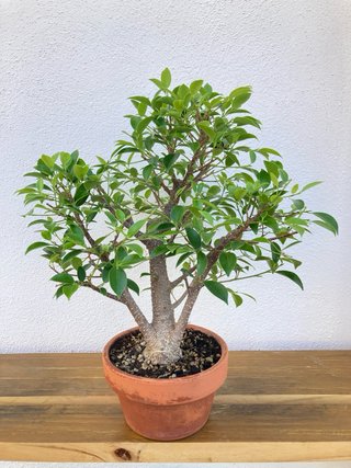 Ficus retusa bonsai