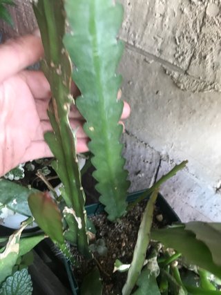 Esqueje Cactus Orquídea Enraizado, tengo 2