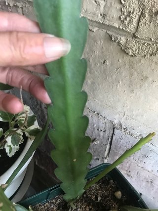 Esqueje Cactus Orquídea Enraizado, tengo 2
