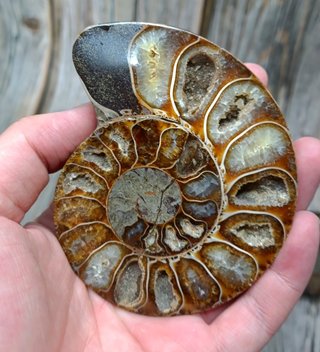 2 partes de Ammonites