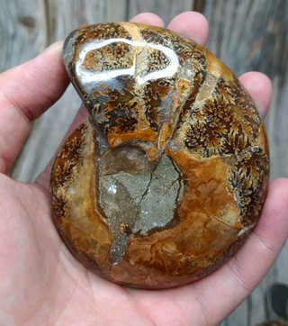 2 partes de Ammonites