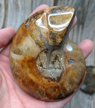 2 partes de Ammonites
