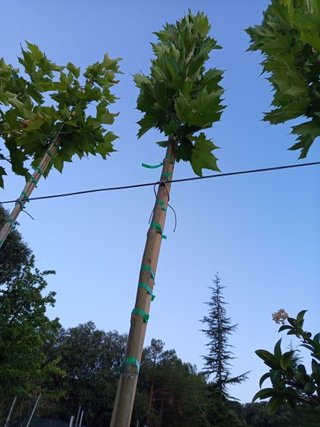 PLATANOS DE SOMBRA